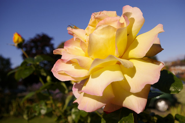 File:Peace - hybrid tea rose - geograph.org.uk - 995333.jpg