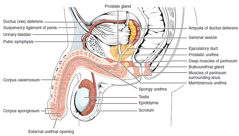 anatomiczna budowa penisa - grafika przekrojowa