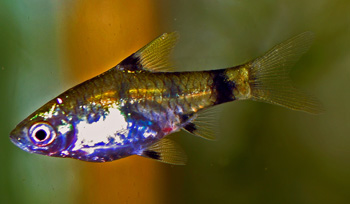 File:Pethia gelius female.jpg