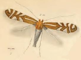 <i>Phyllonorycter junoniella</i> Species of moth