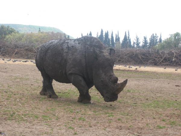 File:PikiWiki Israel 312 SOUTHERN WHITE RHINOCEROS קרנף רחב שפה.jpg