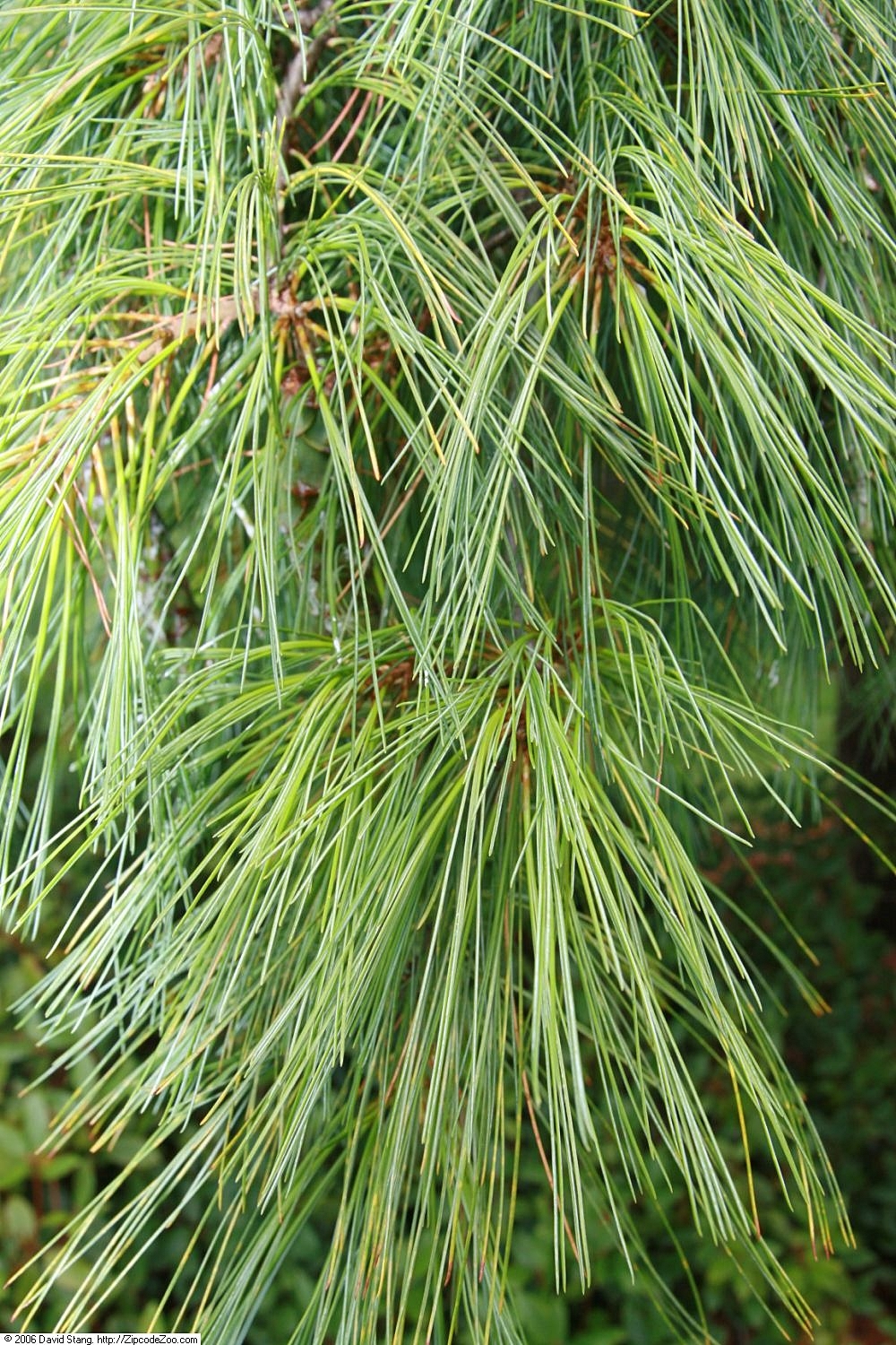 pinus strobus pendula