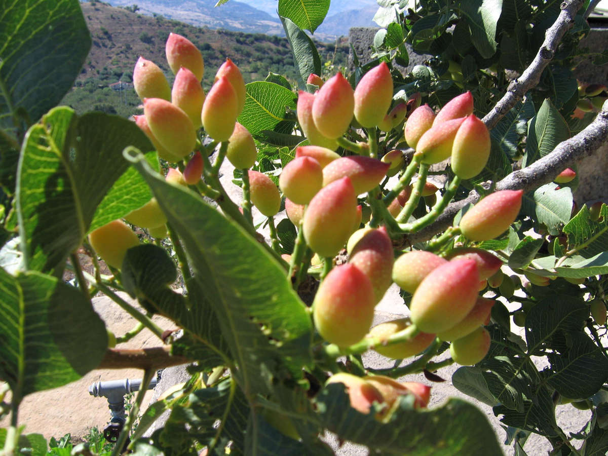 Pistacia_napoletana_1