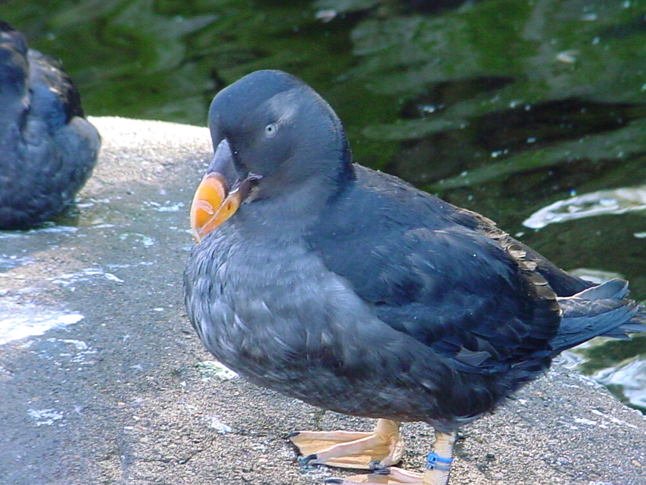 Puffin - Wikipedia