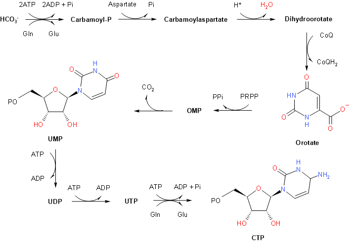 pyrimidine synthesis