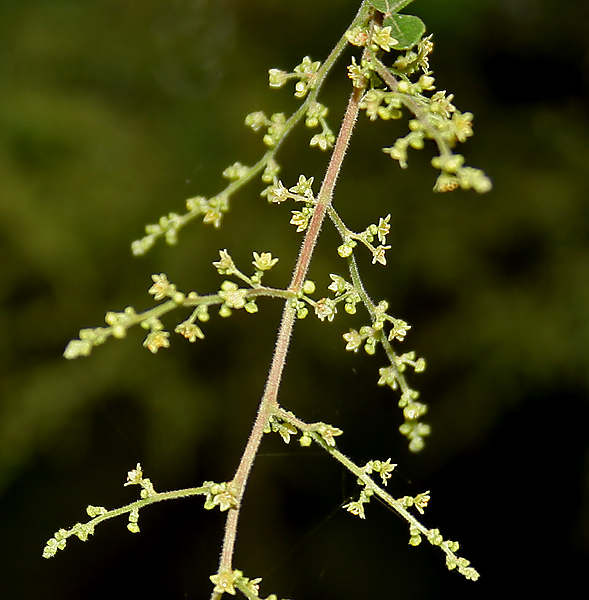 File:Rhus mysorensis (Mysore Sumac) W2 IMG 3599.jpg