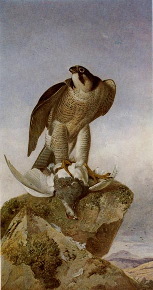 File:Richard Ansdell Falcon with a Ptarmigan.jpg