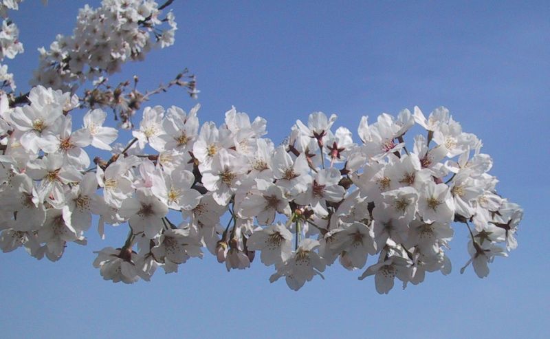 File:SakuraBlossomsCloseUp.jpg