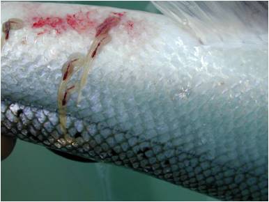 Gravid female Lepeophtheirus salmonis on Atlantic salmon, Salmo salar