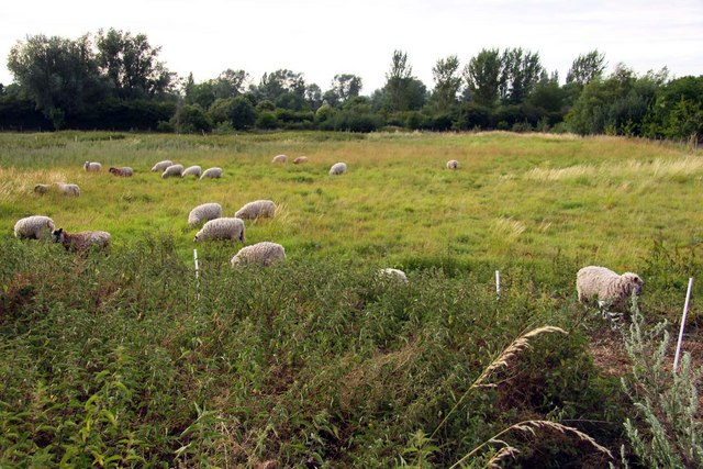File:Sheep in a field at Abingdon - geograph.org.uk - 1403414.jpg