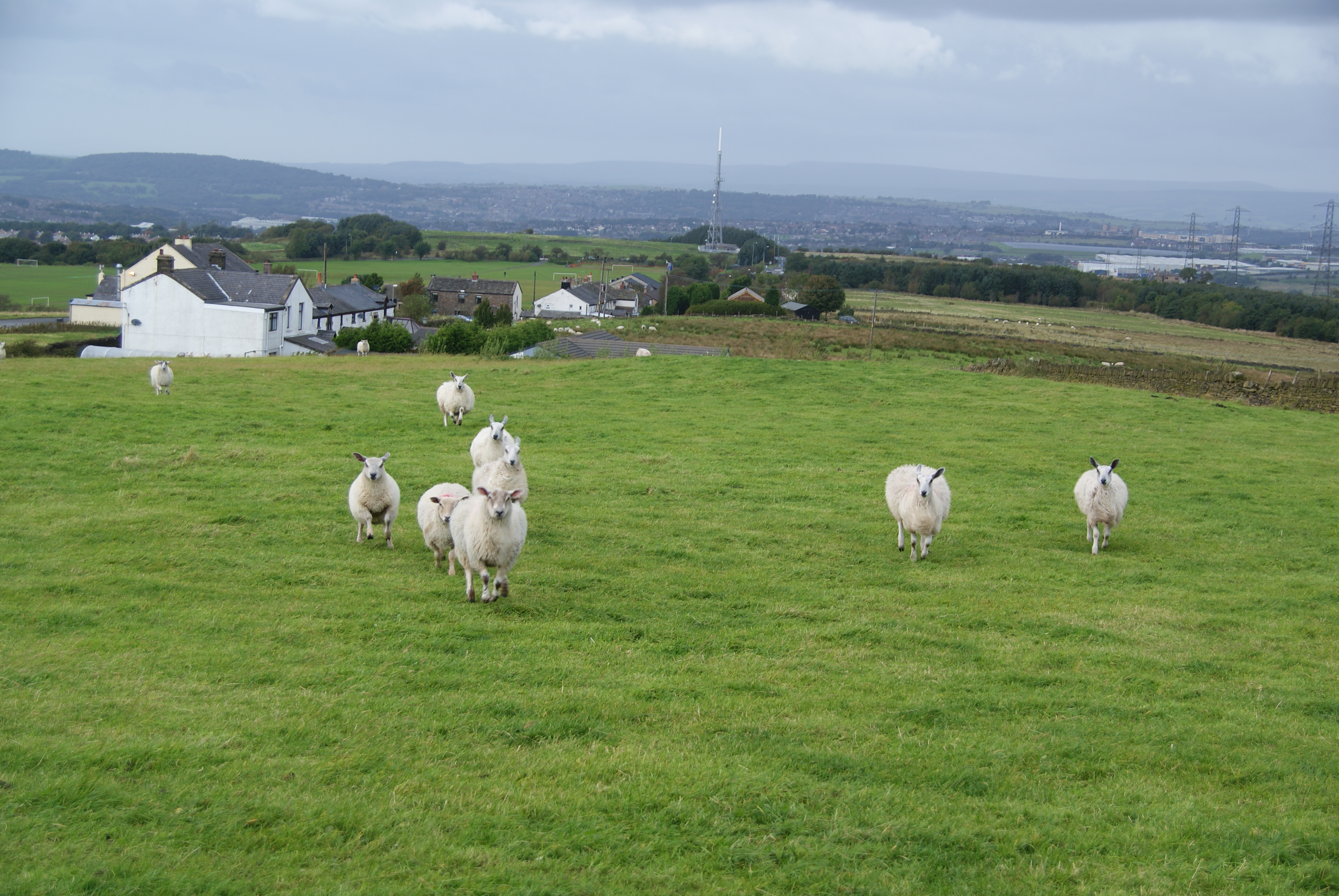 Running sheep