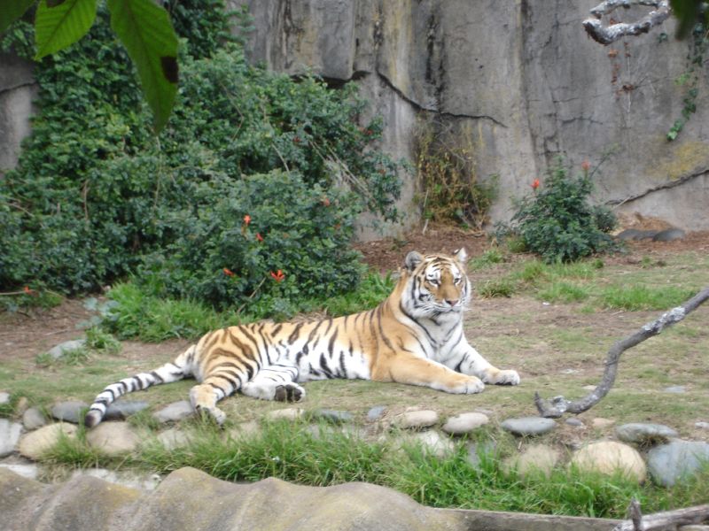 Siberian Tiger (Panthera tigris altaica)