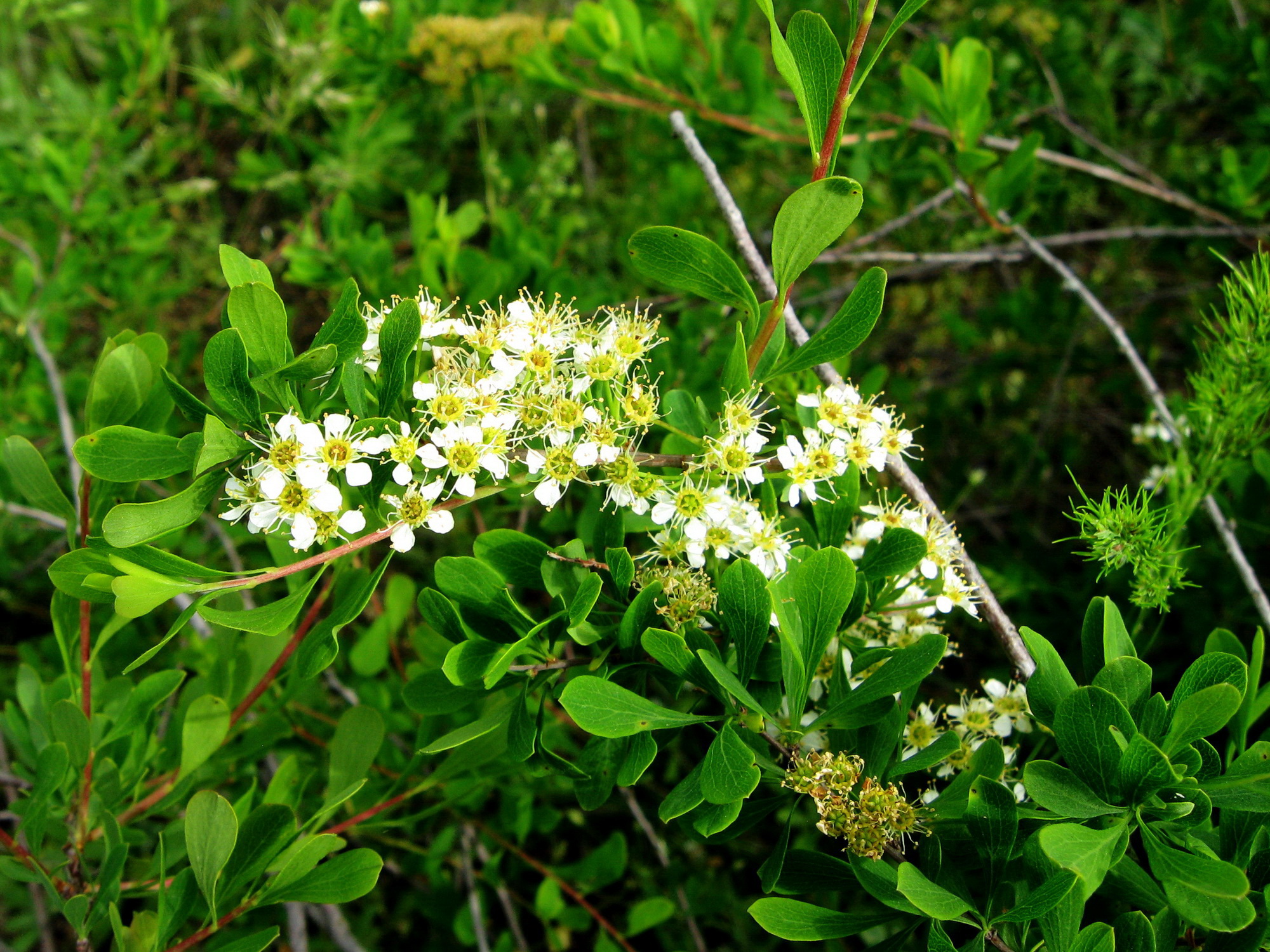 Spiraea hypericifolia. Спирея Трилобата. Спирея стелющаяся.