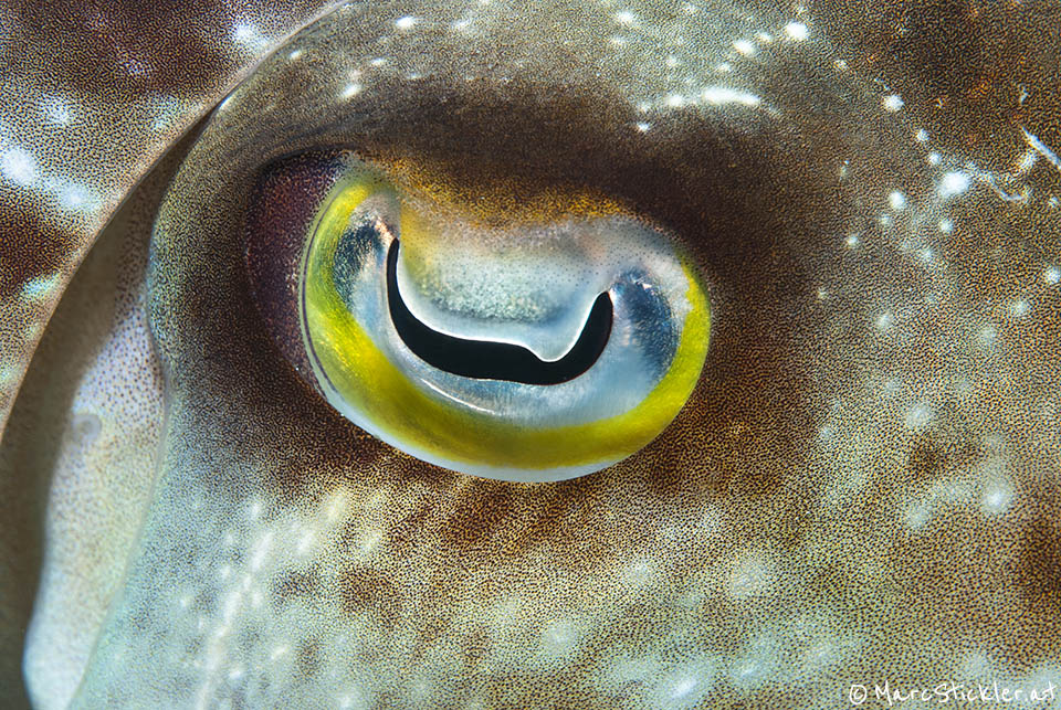 File Squid Eye Komodo Indonesia Copy Jpg Wikimedia Commons