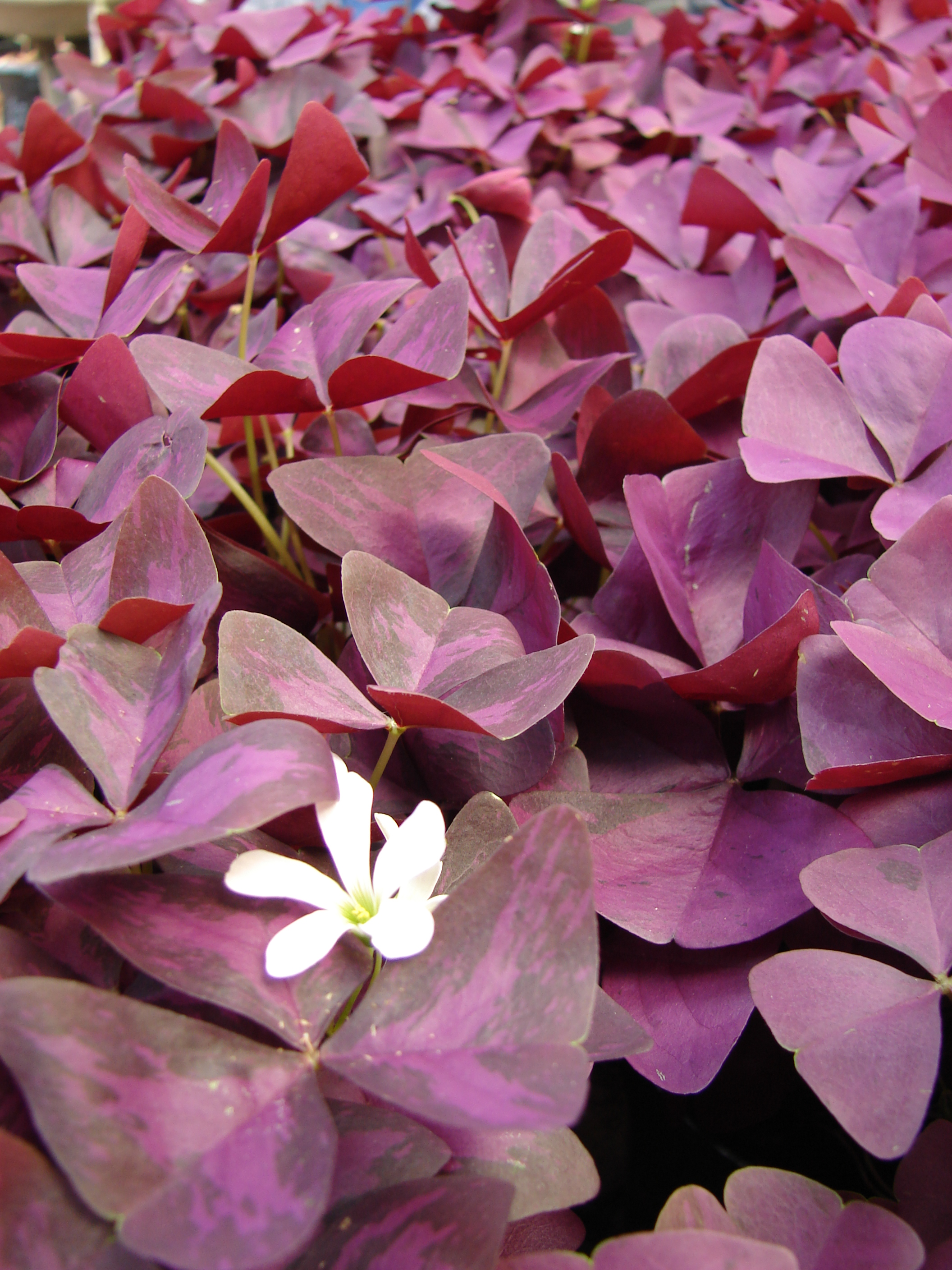 Oxalis triangularis - Wikipedia