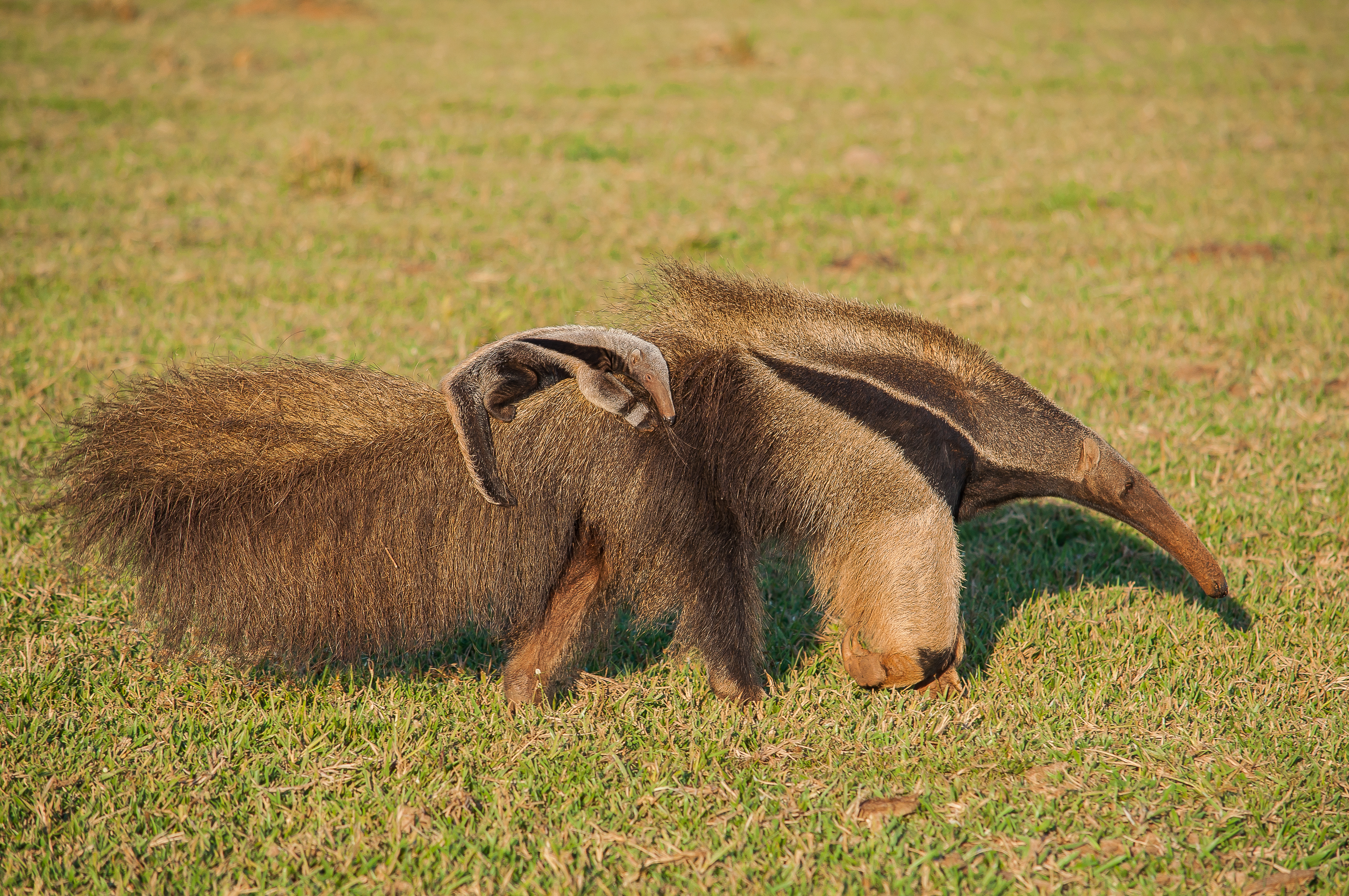 Tamandua, Additional Creatures Wiki