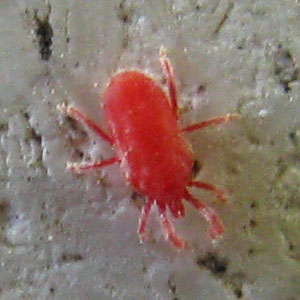 File:Tetranychus urticae 20080601 020 300px.jpg