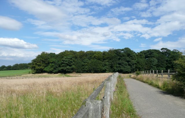 The Round Wood, Bretton Country park - geograph.org.uk - 904161