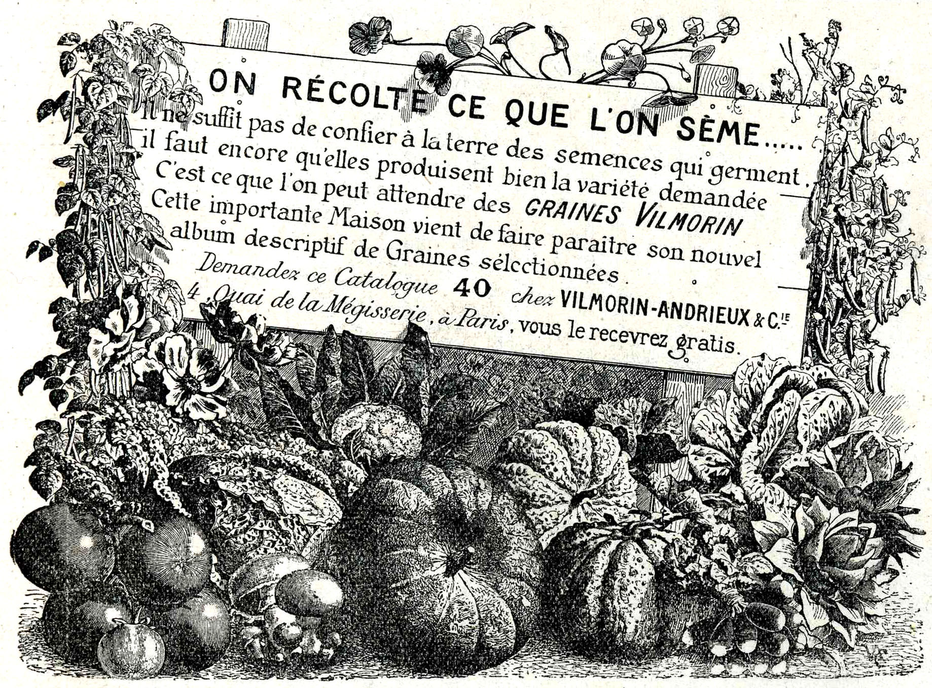 Semence (agriculture) — Wikipédia
