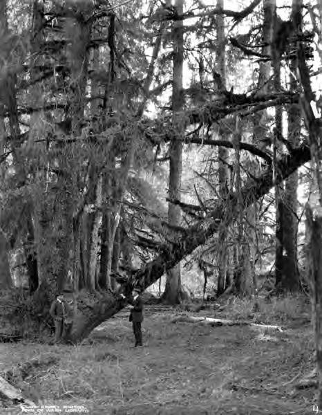 File:Virgin moss-covered timber, Smith Powers Logging Company, Powers, ca 1922 (KINSEY 2562).jpeg