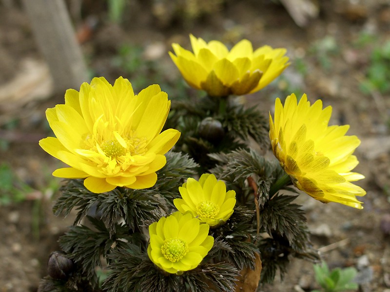 Adonis Amurensis Wikipedia