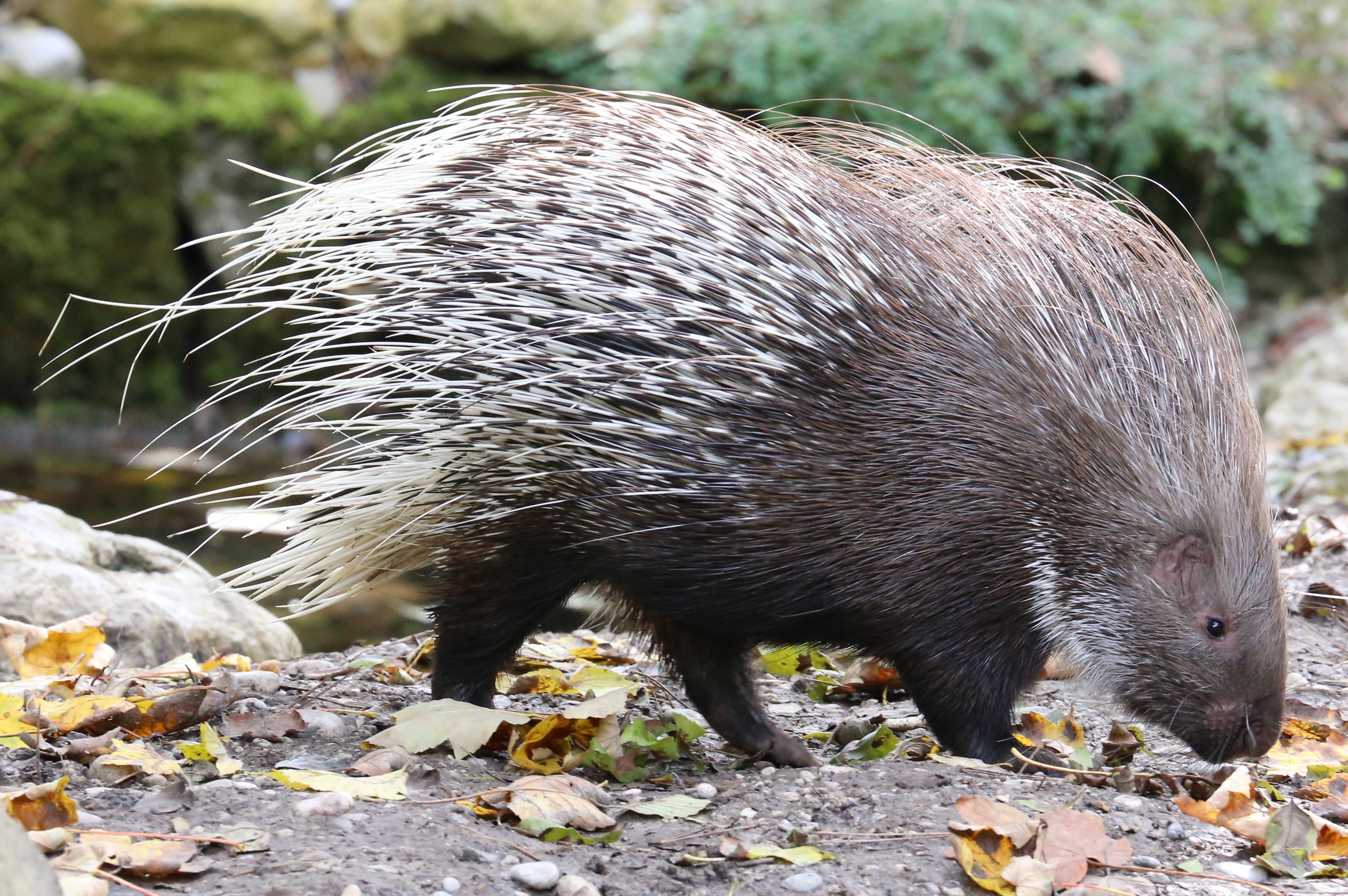 Indian crested porcupine - Wikipedia