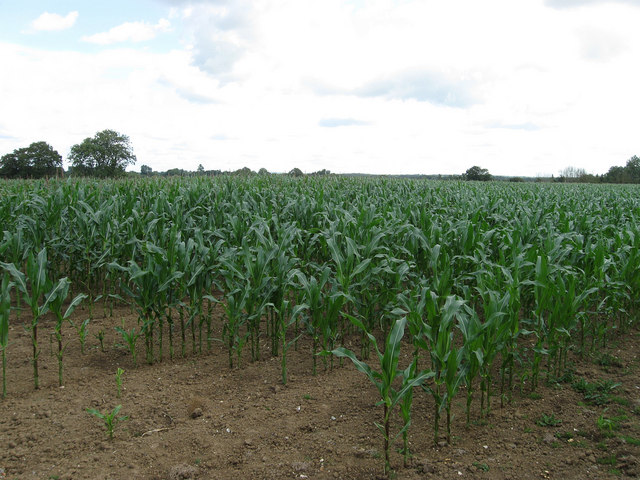 File:Wood Field - geograph.org.uk - 1415129.jpg