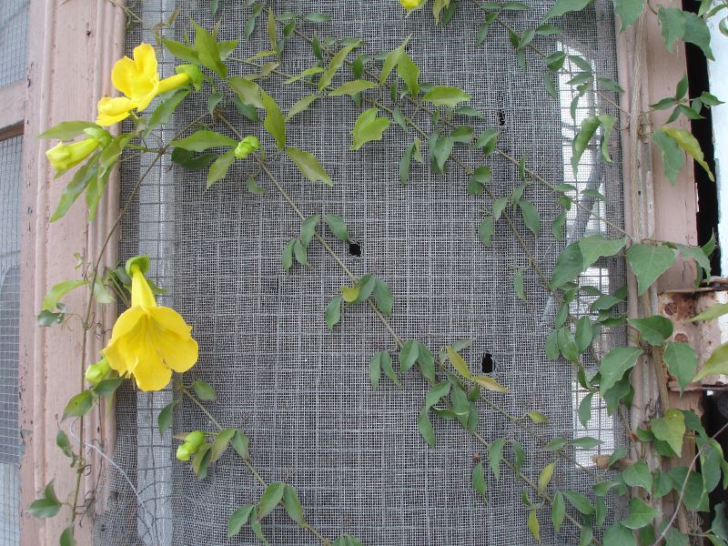 File:Yellow flower New Orleans screen door.jpg