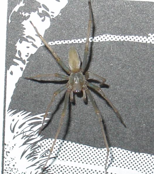 File:Yellow sac spider.JPG
