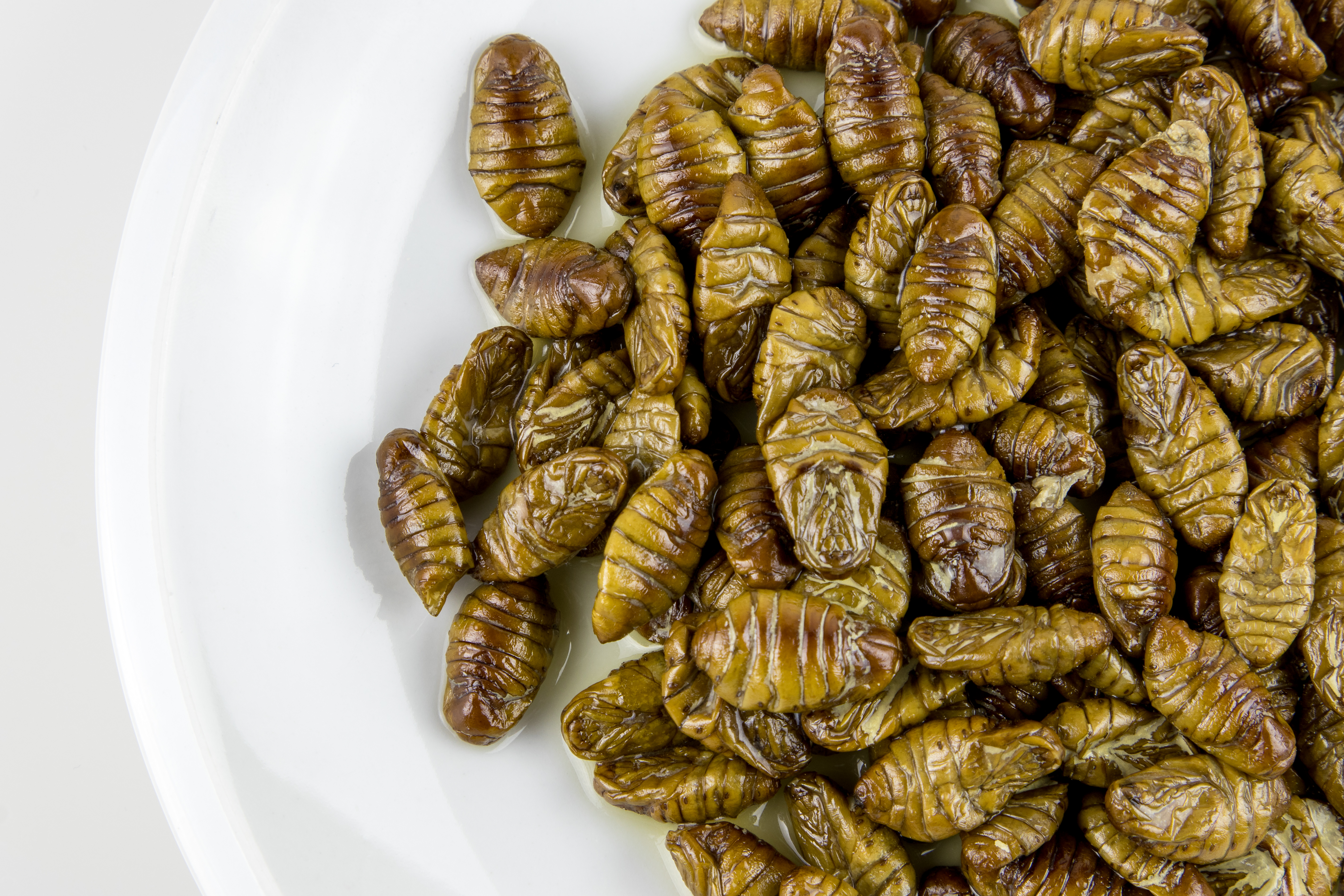 silkworm larvae food