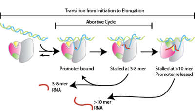Abortive cycling by T7 RNA polymerase Abortive cycling.png