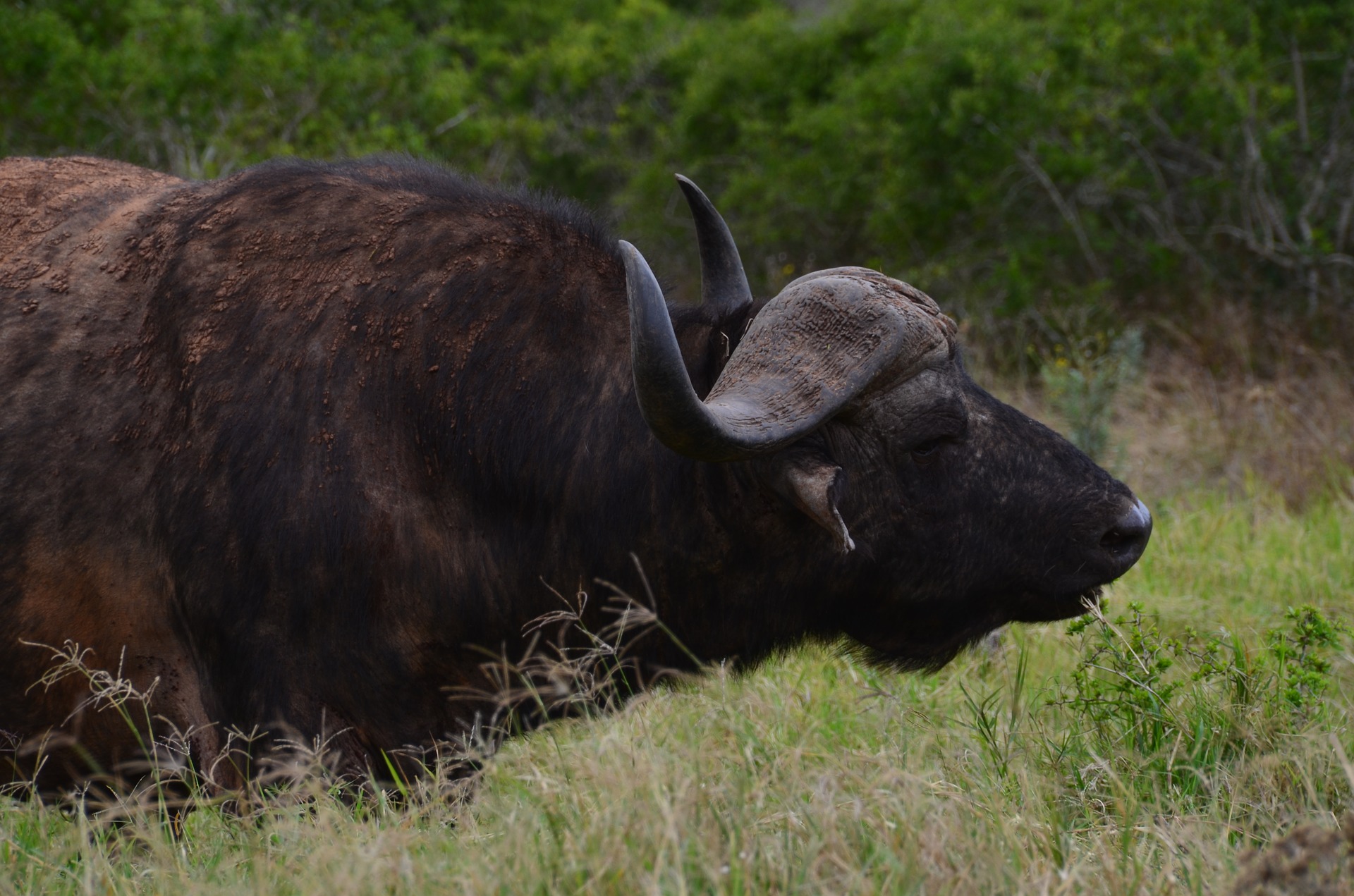 massefylde Afskrække rille African buffalo - Simple English Wikipedia, the free encyclopedia