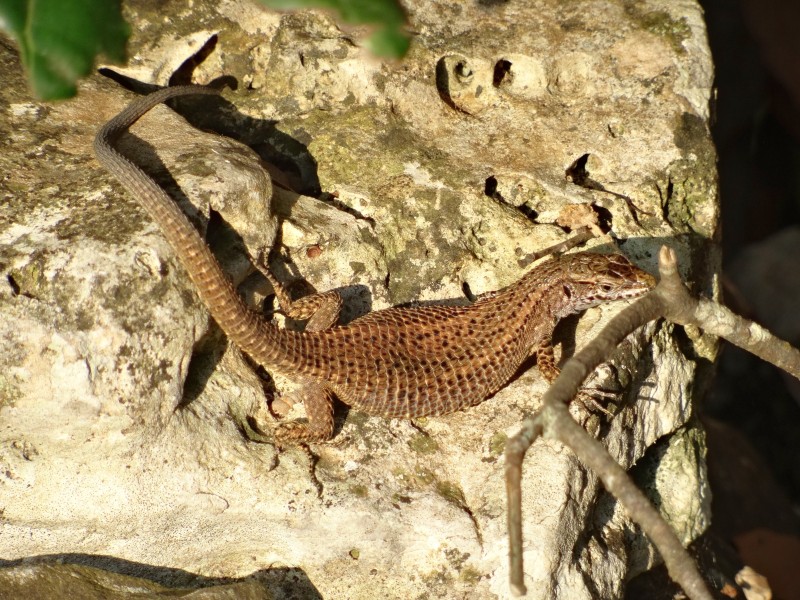 File:Algyroides nigropunctatus (Lacertidae) (Blue-throated Keeled Lizard) - (female adult), Rovinj, Palud, Croatia.jpg
