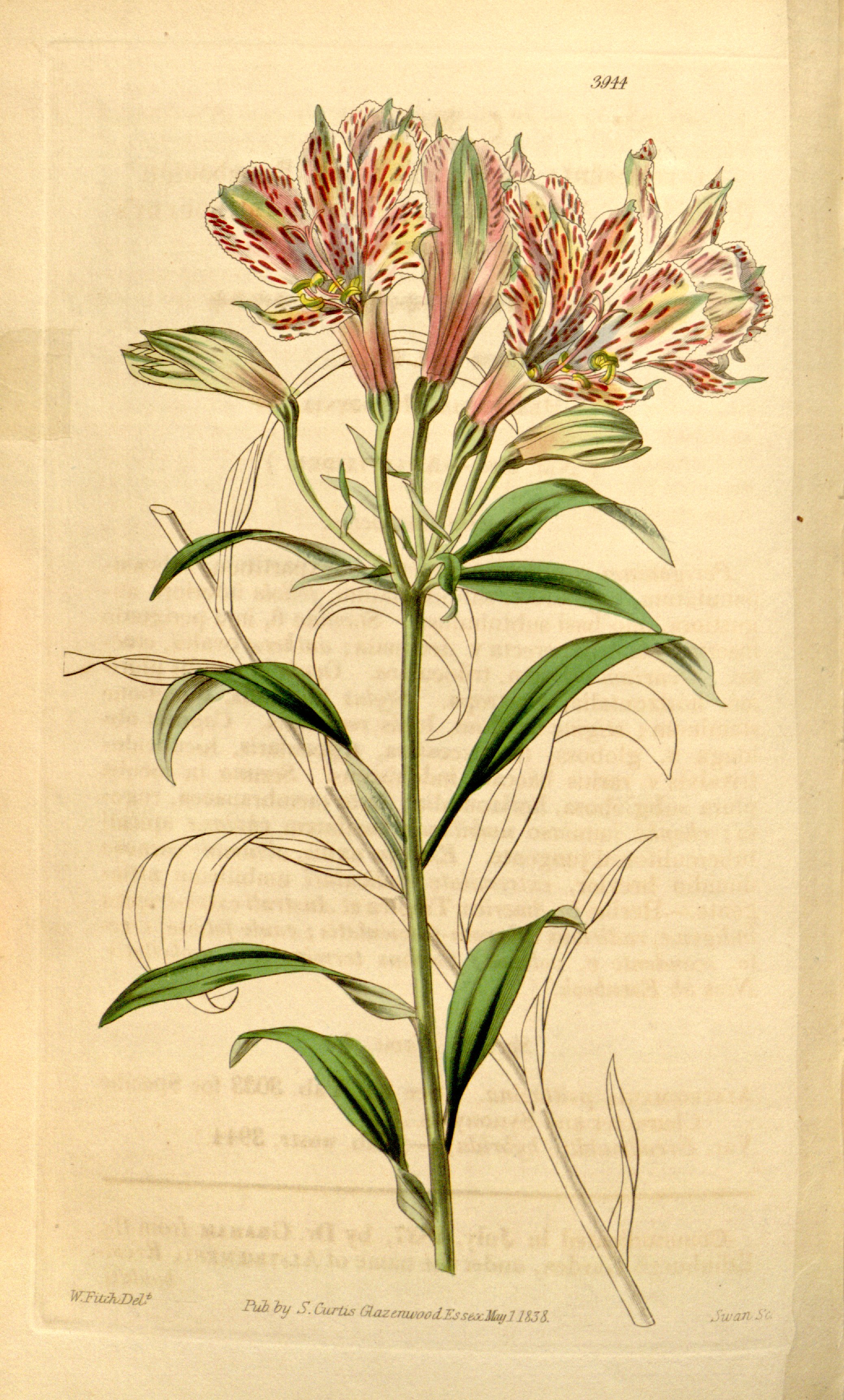 File:Alstroemeria psittacina var. erembouldtii Hook., Bot. Mag. 68