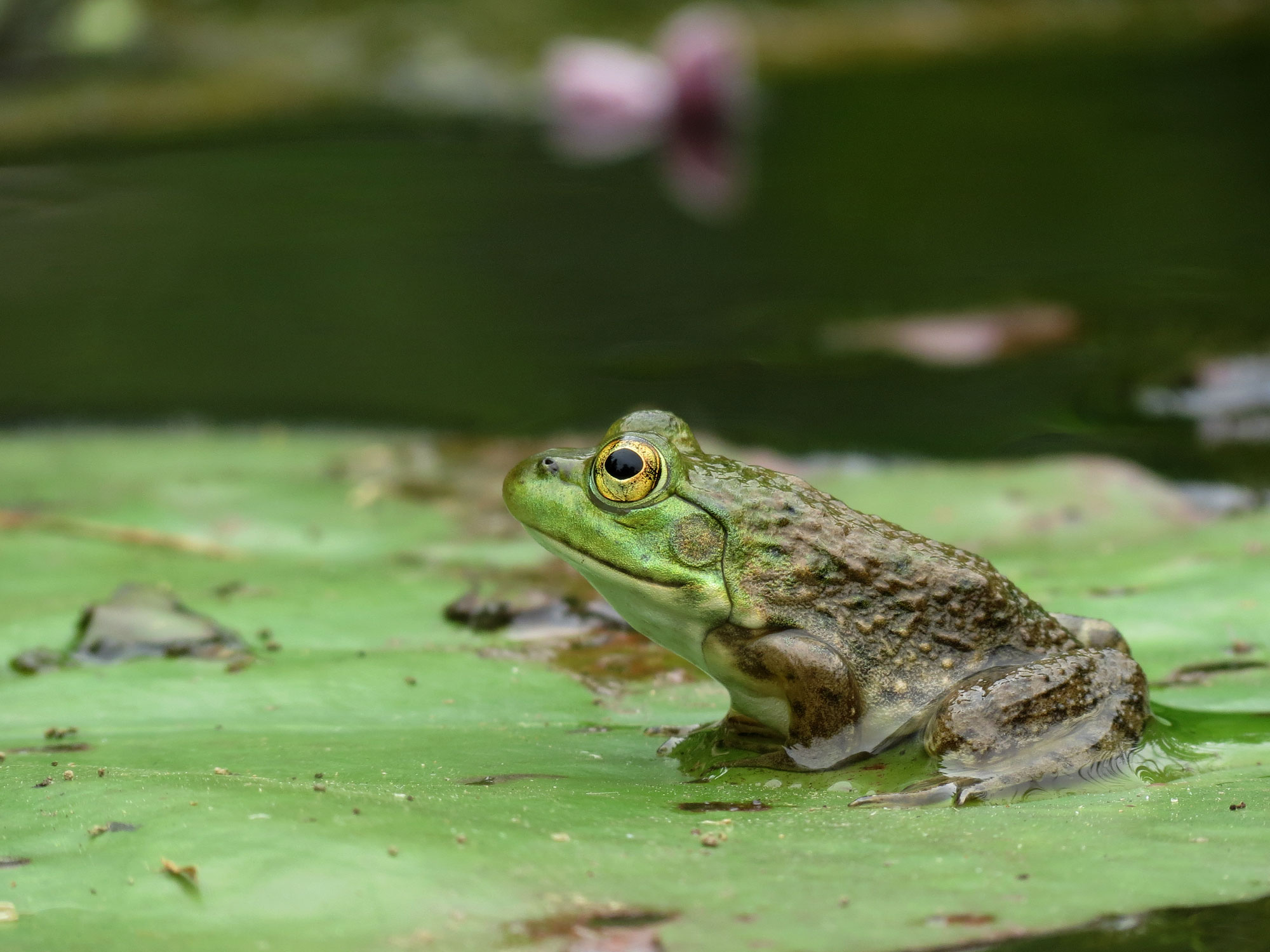 Lithobates catesbeianus