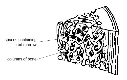 File:Anatomy and physiology of animals Spongy bone.jpg