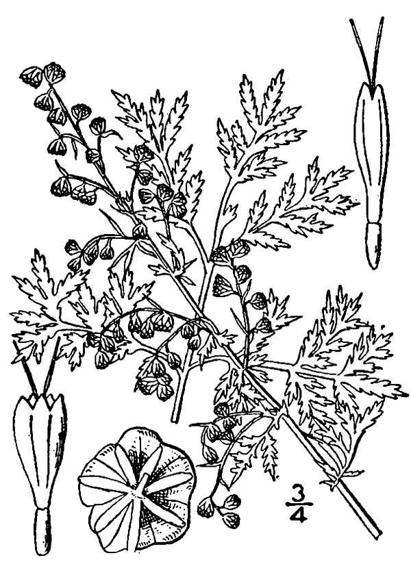 File:Artemisia annua(01).jpg - Wikipedia