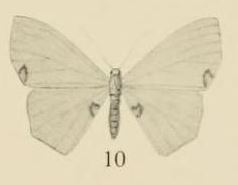 Lophorrhachia rubricorpus