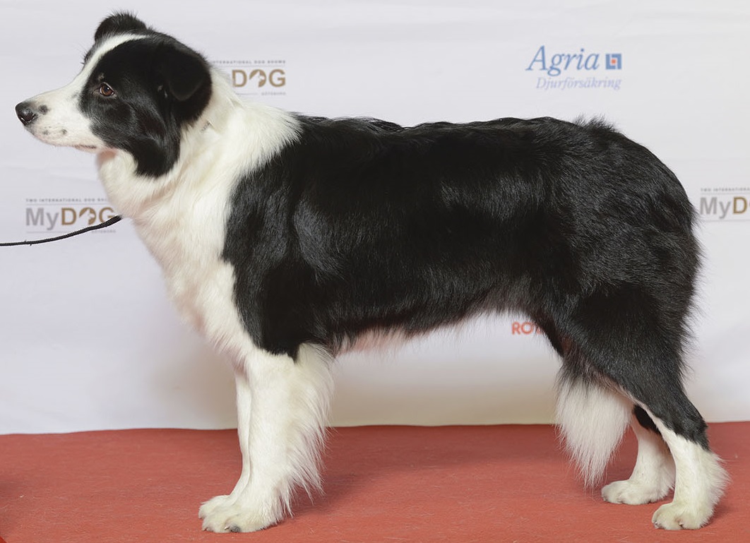 Border Collie - Wikipedia