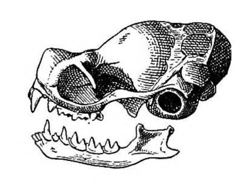 File:Balantiopteryx plicata skull.jpg