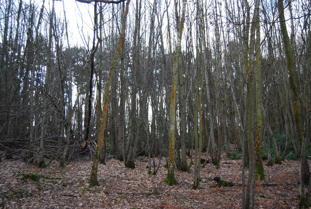 File:Battle Wood - geograph.org.uk - 1726818.jpg