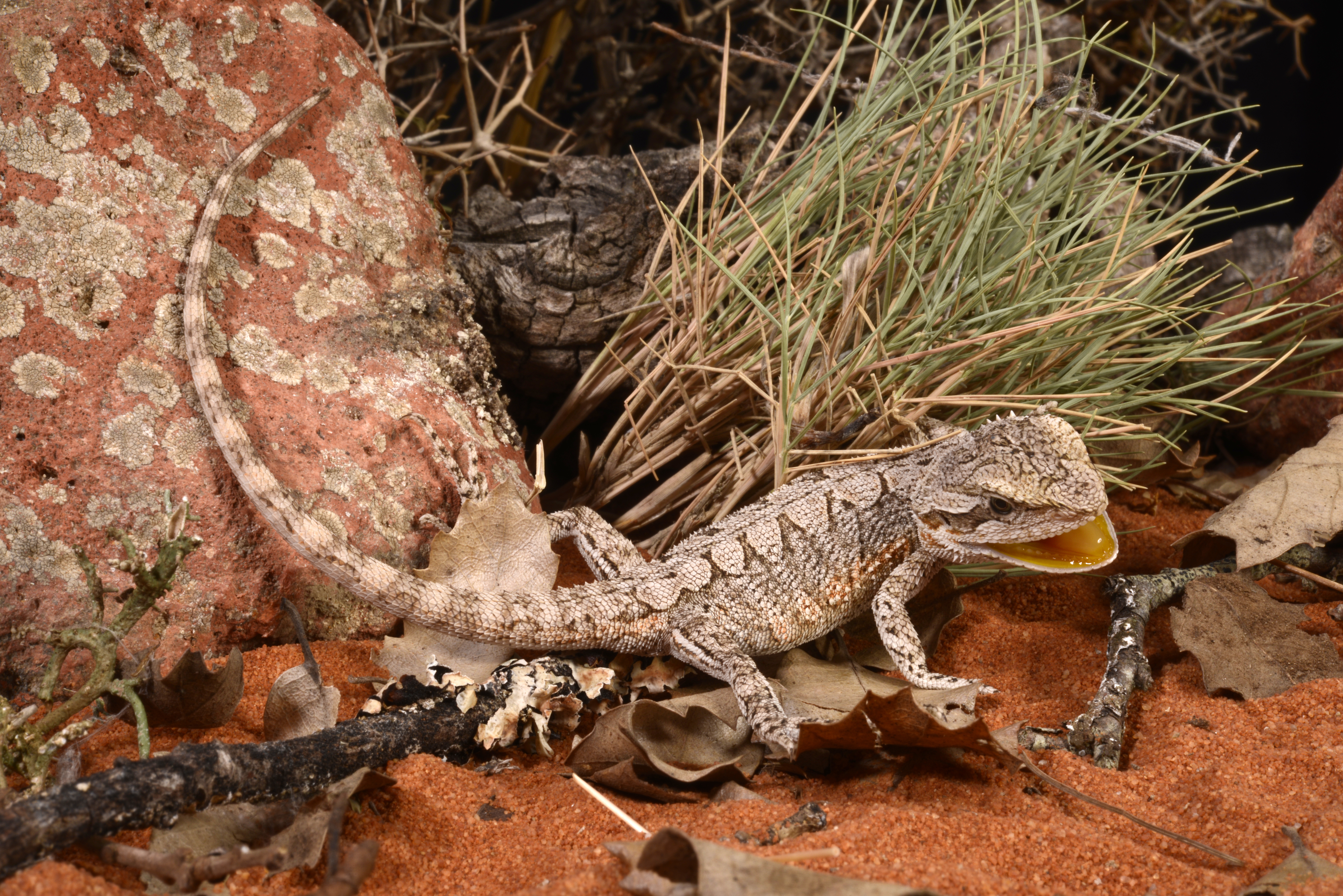 Central Bearded Dragon - The Australian Museum