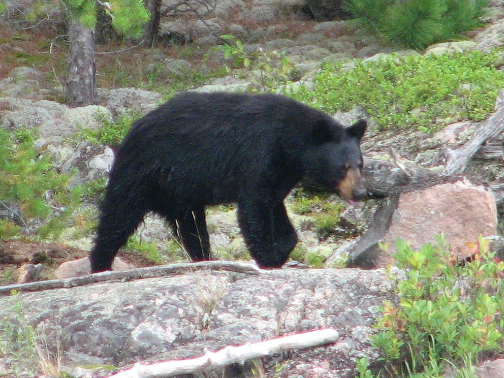 American black bear - Wikipedia