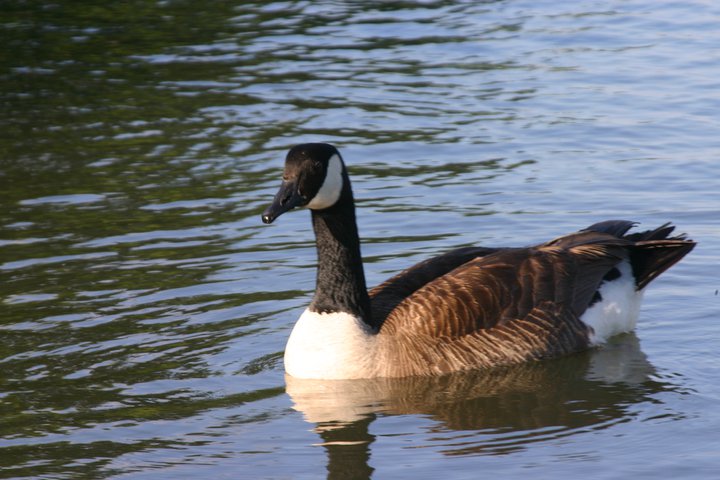 File:Branta canadensis Oxford Lake Alabama.jpg