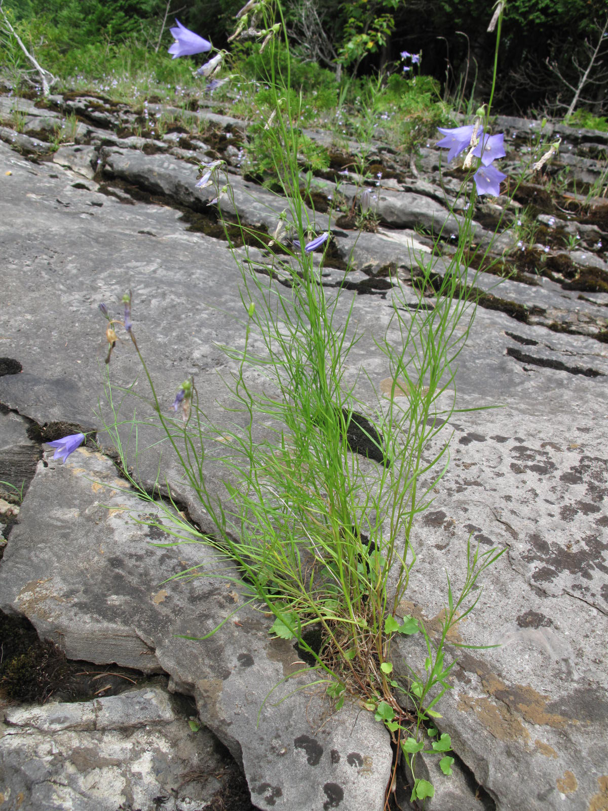 Campanula rotundifolia