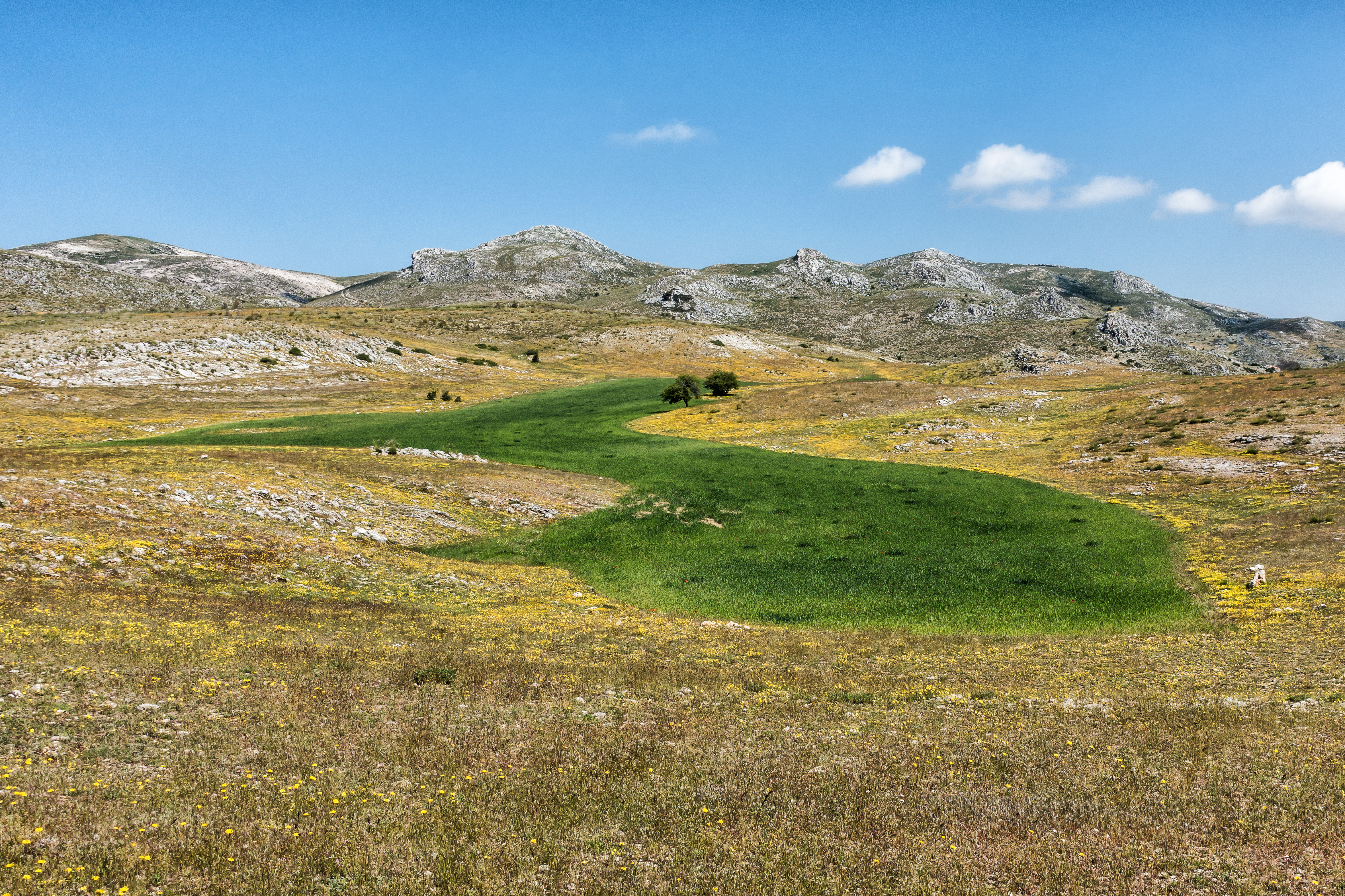 Кампос это. Кампос. Кампос желтый.