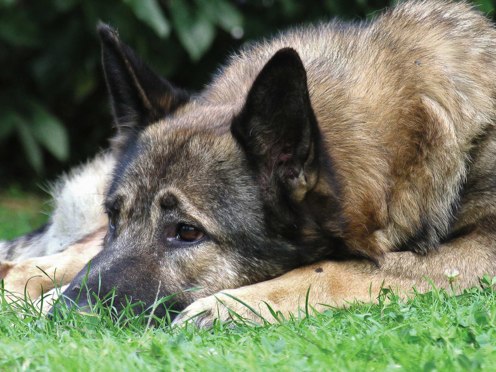 Canis Lupus familiaris