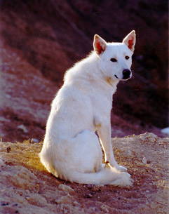 Bílé zbarvení Kanaánského psa