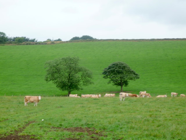 File:Cattle grazing, Butterley - geograph.org.uk - 5055855.jpg