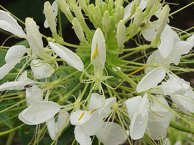 File:Cleome speciosa5.jpg